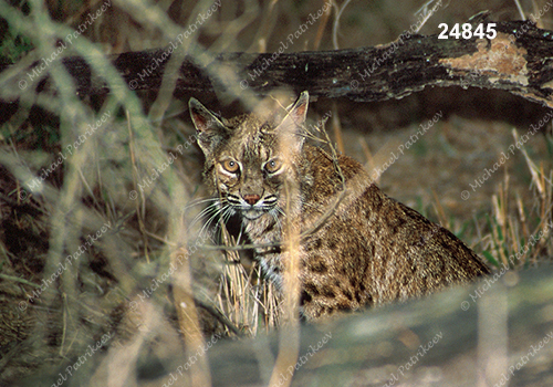 Bobcat (Lynx rufus)